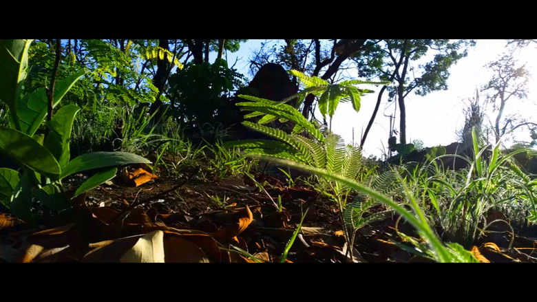 кадр из фильма Entre a Natureza