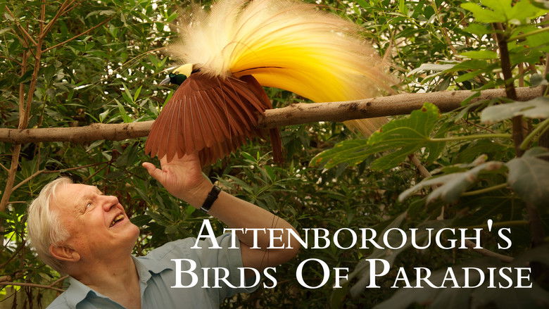 кадр из фильма Attenborough's Paradise Birds