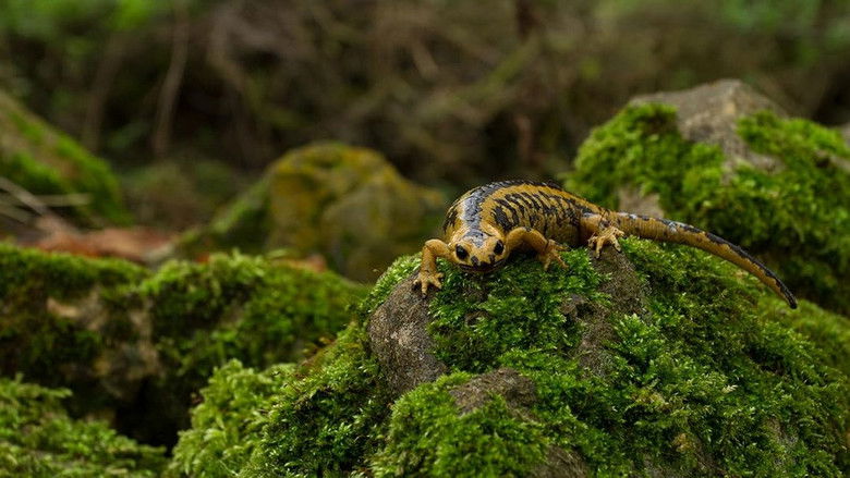 Los ultimos dragones de Oviedo