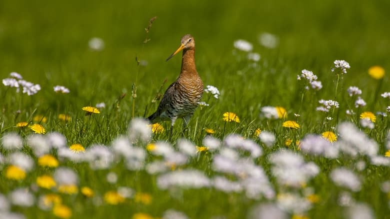 кадр из фильма Grutto! De reis van onze nationale vogel