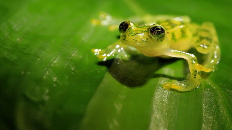 кадр из фильма Where Oceans Collide