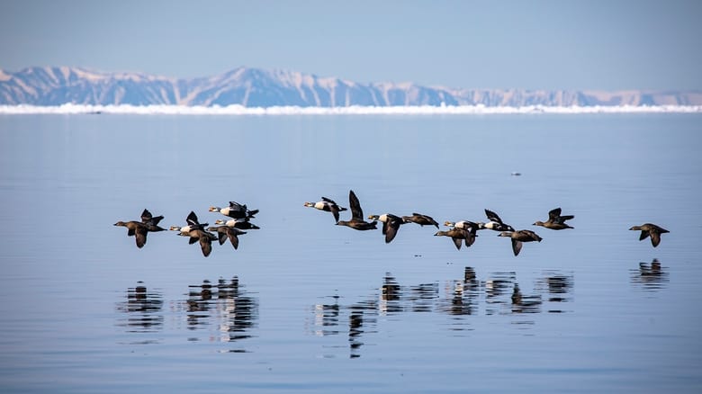 кадр из фильма Odyssée sous les glaces