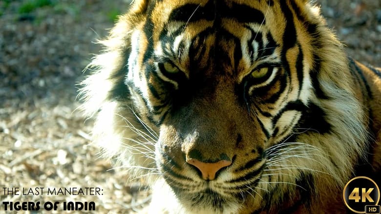 кадр из фильма The Last Maneater: Killer Tigers of India
