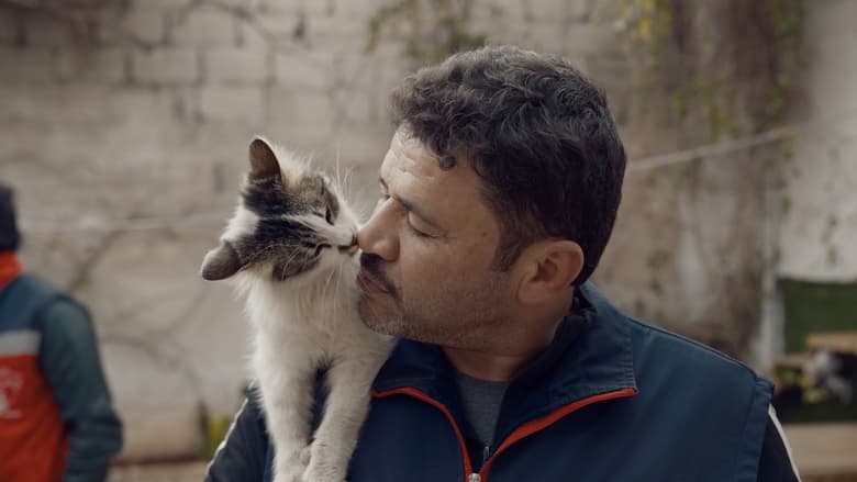 кадр из фильма Kedi Adam