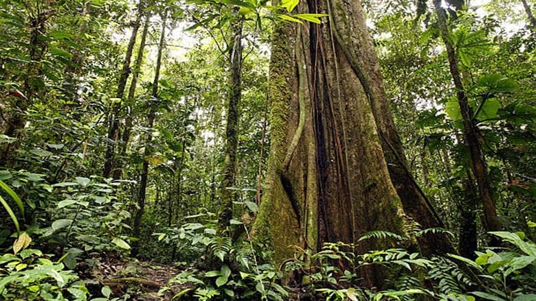 кадр из фильма Secret Life of the Rainforest