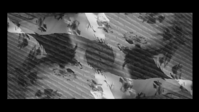 кадр из фильма Swan