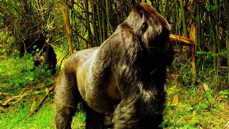 кадр из фильма Wild Africa / Tiny Giants