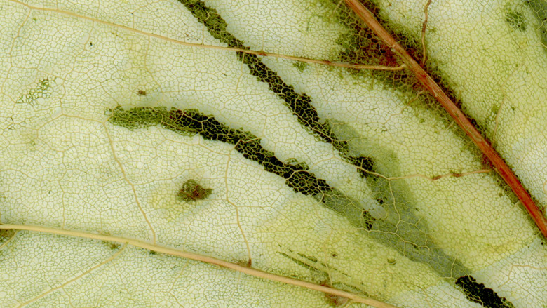 кадр из фильма Witness: An Organima Film