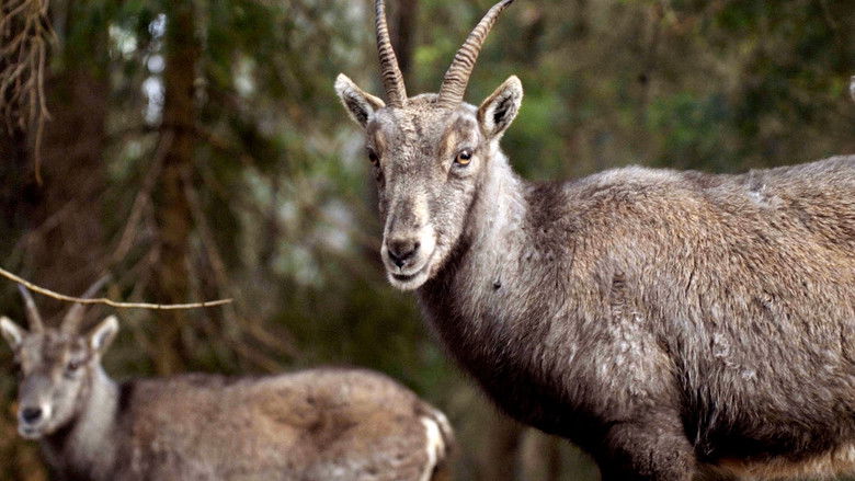 кадр из фильма Sopra Mille Metri