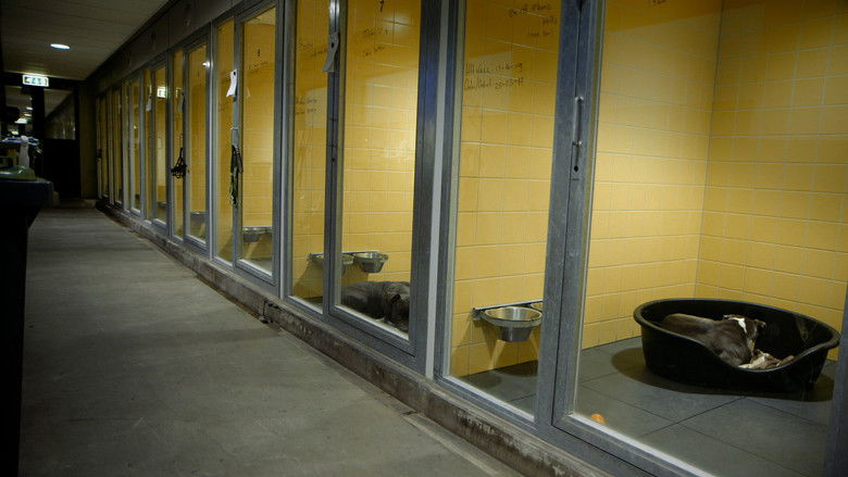 кадр из фильма Dierbaren