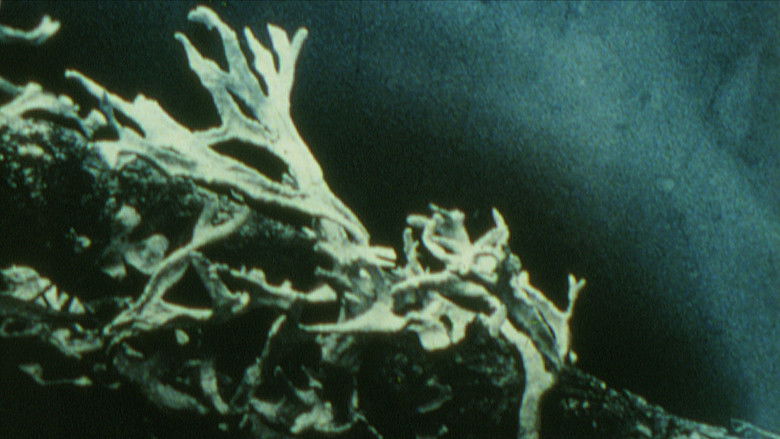 кадр из фильма Discoveries on the Forest Floor 1-3