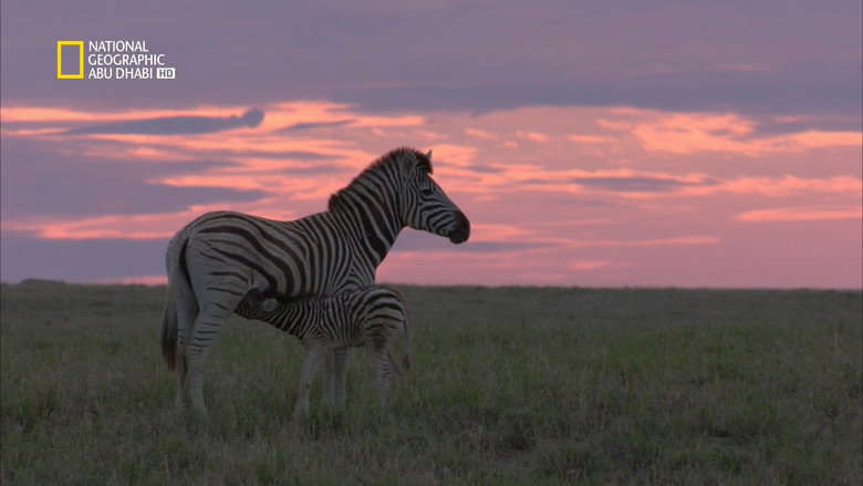 Wild Kalahari