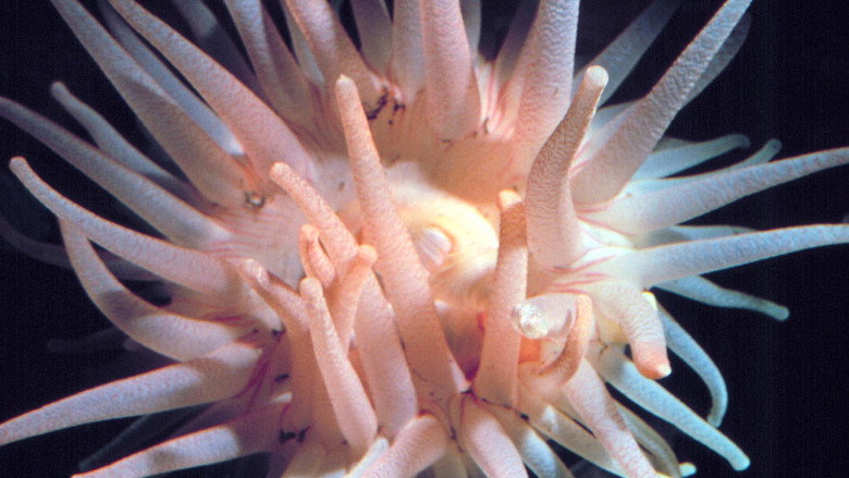 кадр из фильма The Intertidal Zone