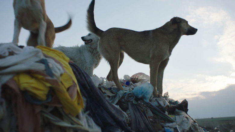 кадр из фильма Stray