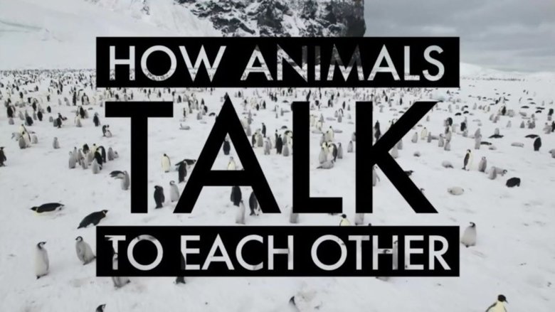 кадр из фильма How Animals Talk To Each Other