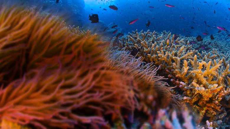 кадр из фильма Pristine Seas: The Power of Protection