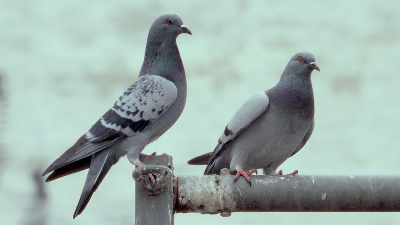кадр из фильма La danza de las palomas