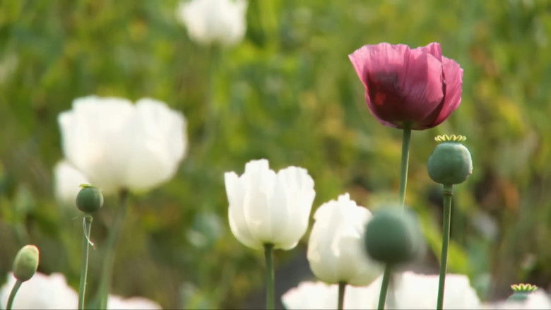 кадр из фильма Raw Opium