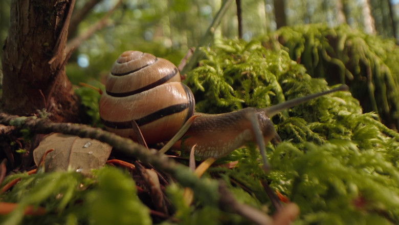 кадр из фильма Éloge des animaux lents