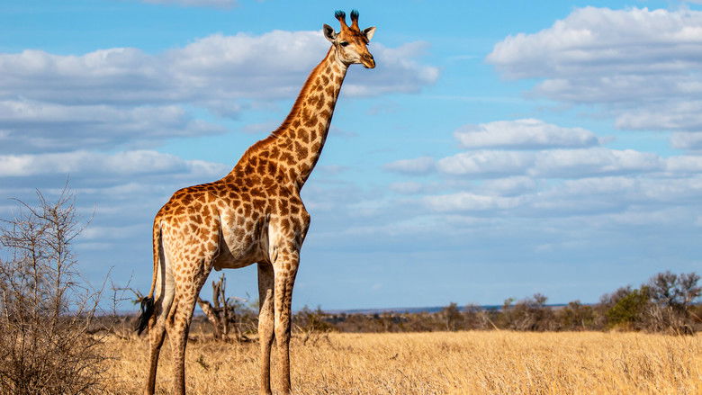 кадр из фильма Giraffe: African Giant