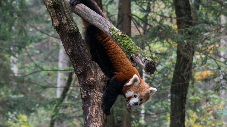 кадр из фильма Red Panda: World's Cutest Animal