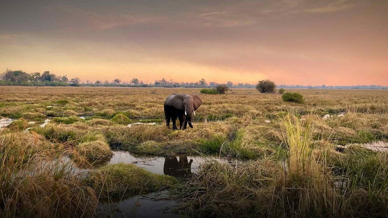 кадр из фильма Kaza. El último refugio de elefantes