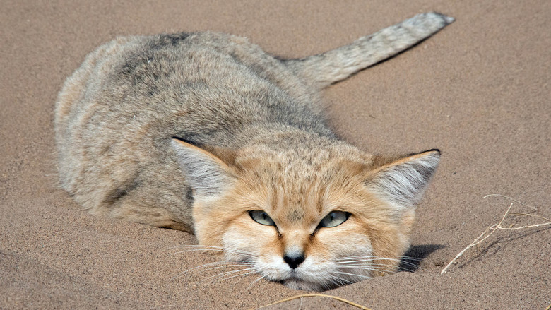 кадр из фильма Iran's Wild Side