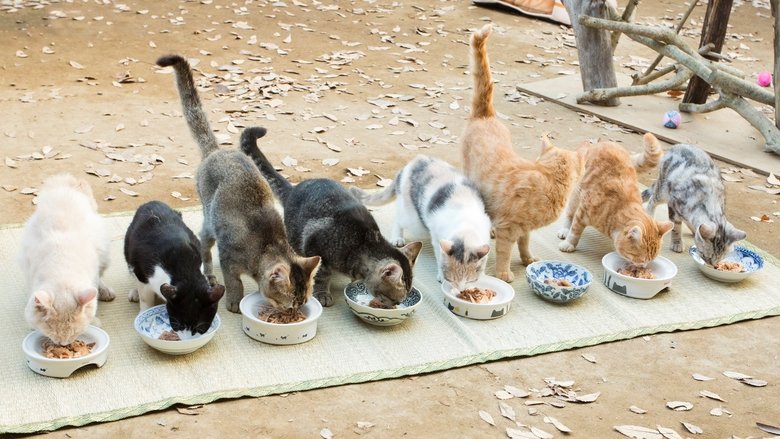 кадр из фильма ねこあつめの家