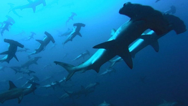 Голубая бездна