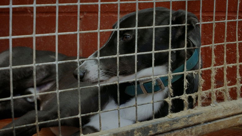 кадр из фильма Going to the Dogs