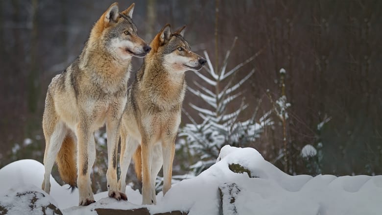 кадр из фильма Wolves: A Legend Returns to Yellowstone