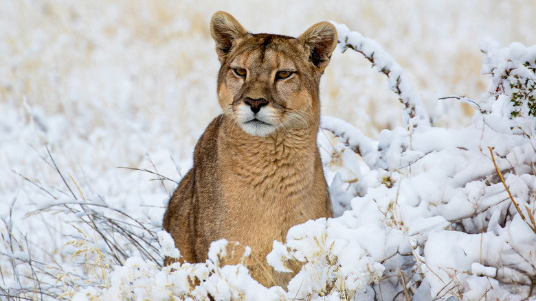 кадр из фильма Pumas: Legends of the Ice Mountains