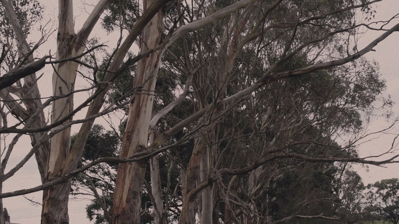 кадр из фильма WHITEGUM