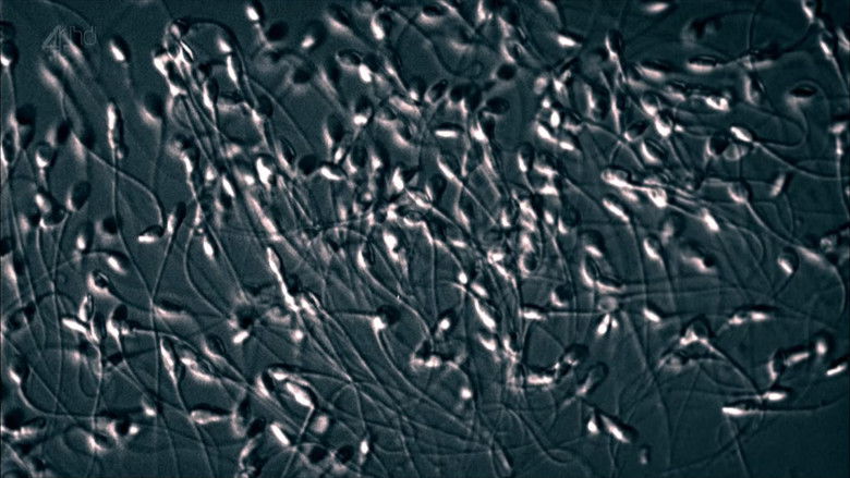 кадр из фильма The Great Sperm Race