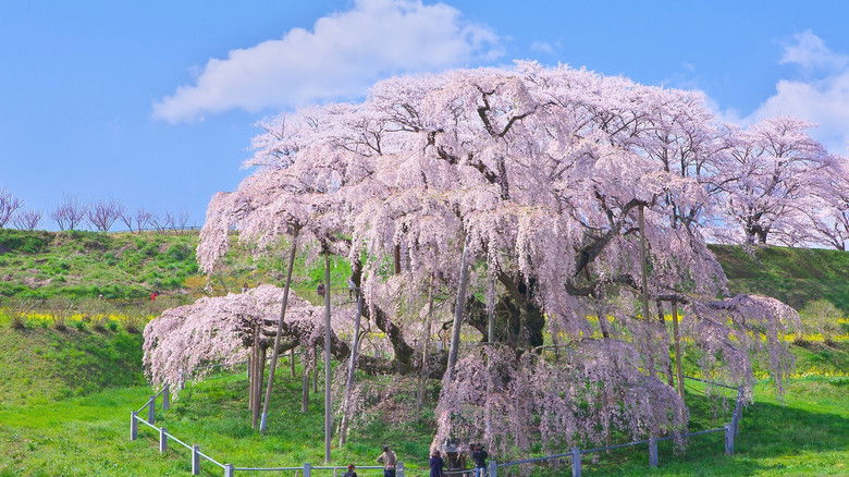 日本の一本桜