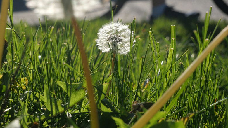 кадр из фильма The Beauty Of Summer Like Weather