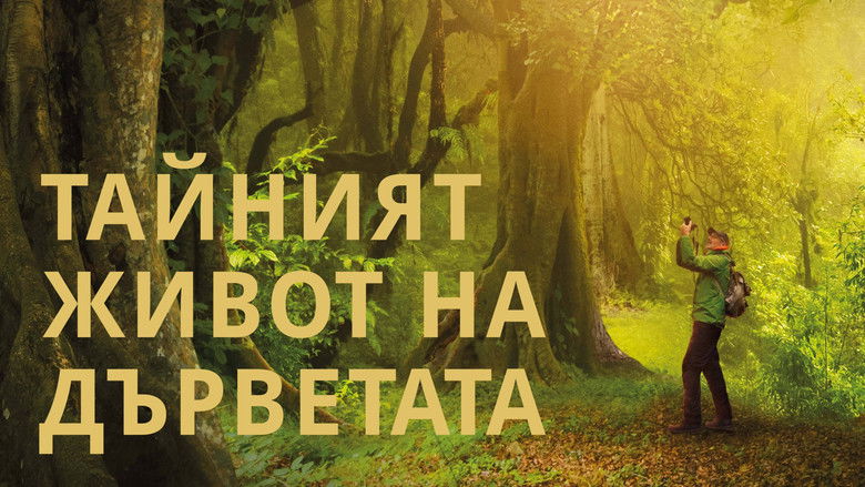 кадр из фильма Das geheime Leben der Bäume