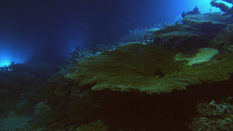 кадр из фильма The Moon's Spell on the Great Barrier Reef
