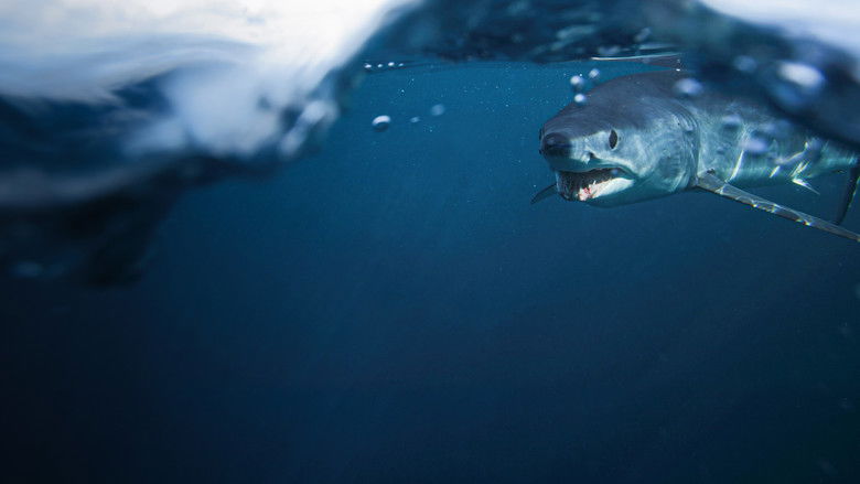 кадр из фильма Акула против тунца