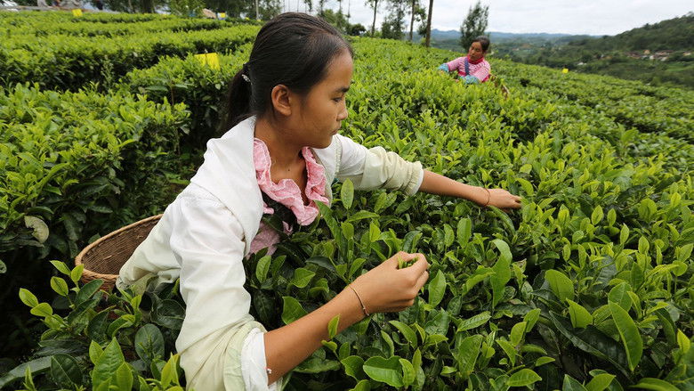 кадр из фильма Les Maîtres du thé