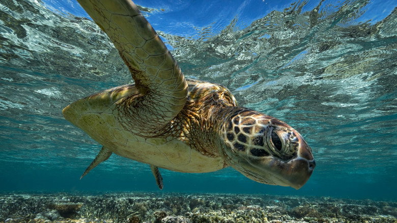 кадр из фильма The Map to Paradise