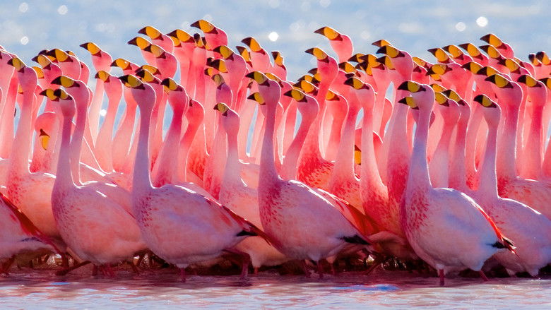 кадр из фильма South America Untamed