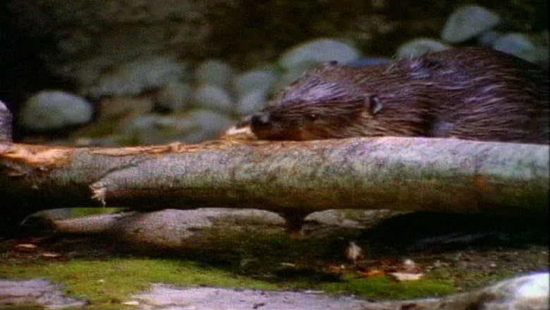 кадр из фильма Incredible Creatures That Defy Evolution I