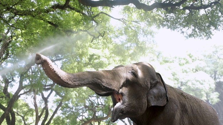 кадр из фильма Mara, el viaje de la elefanta