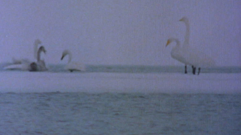 кадр из фильма Pohjoisten metsien äänet