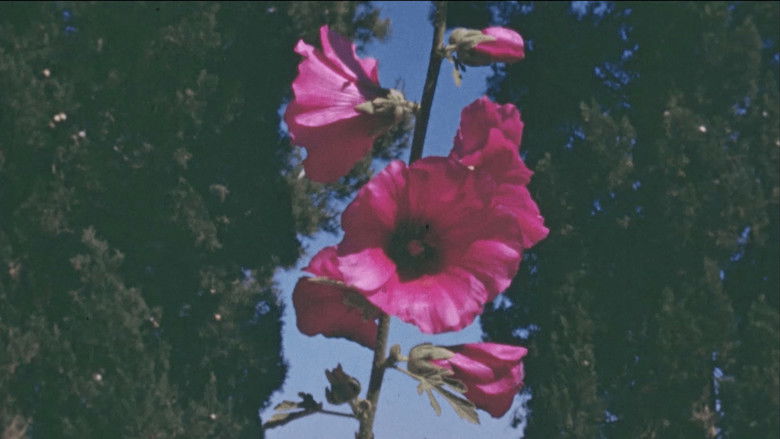 кадр из фильма The Flowers Stand Silently, Witnessing