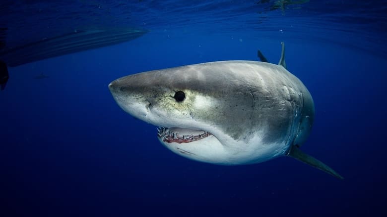 Great White vs Tiger Shark