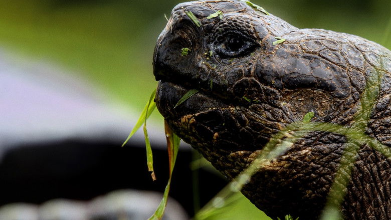 кадр из фильма Pristine Seas: The Power of Protection