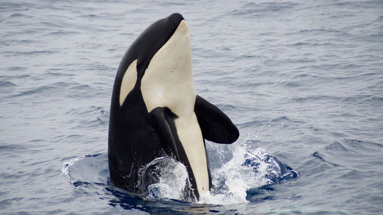 кадр из фильма The Search for the Ocean's Super Predator