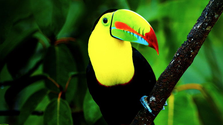 кадр из фильма Untamed Costa Rica with Filipe DeAndrade